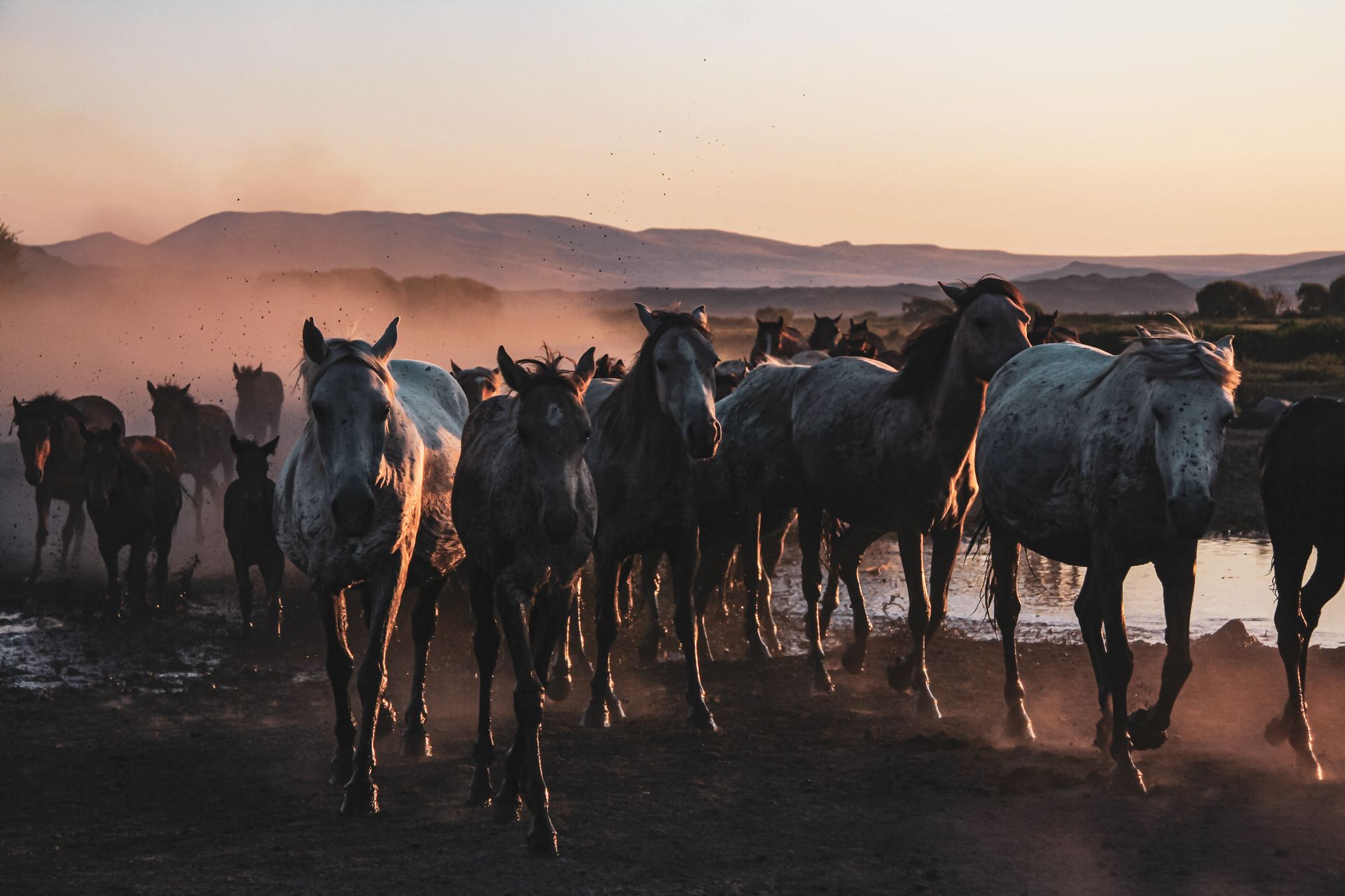 A herd of horses running through the water at sunset