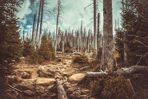 Foto d'estoc gratuïta de a l'aire lliure, arbres, bosc