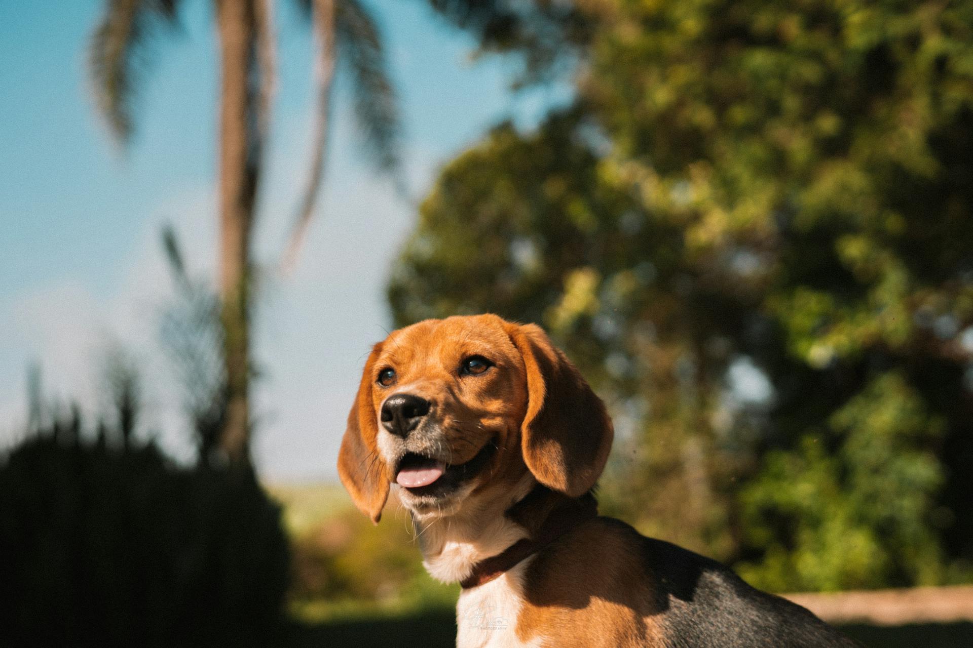 A beagle dog is sitting on the grass in front of a tree