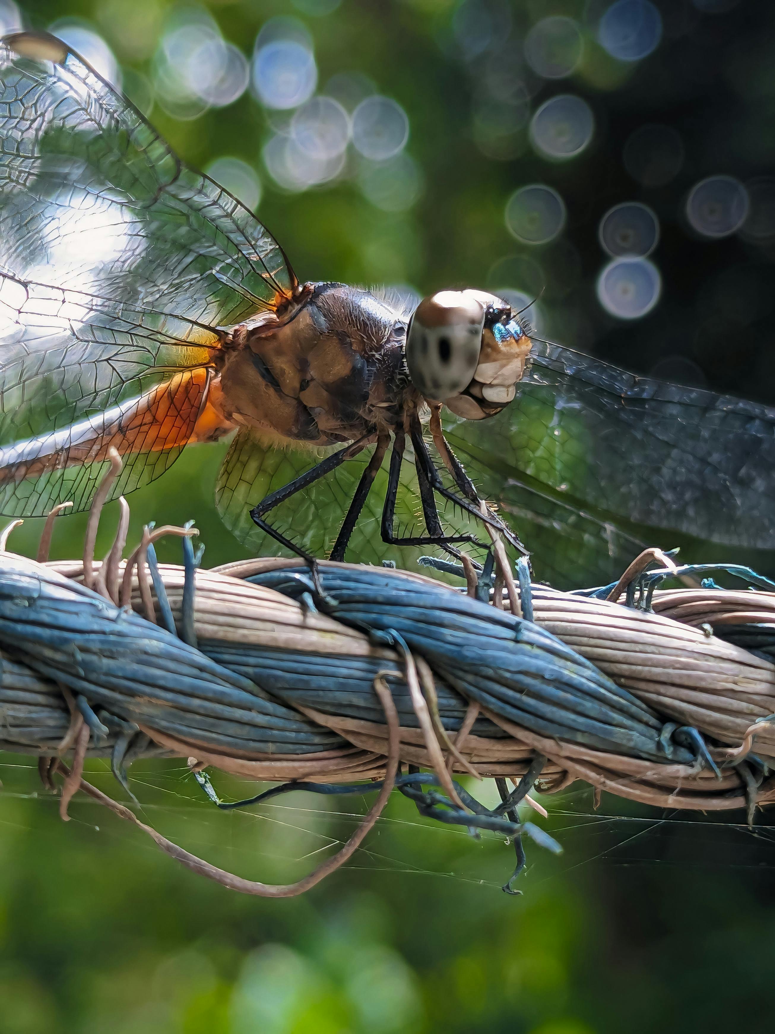 Macro photo of a dragonfly resting on a rope with a vibrant nature background. Ideal for wildlife and nature concepts.