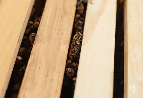 Free stock photo of beehive, beekeeping, city