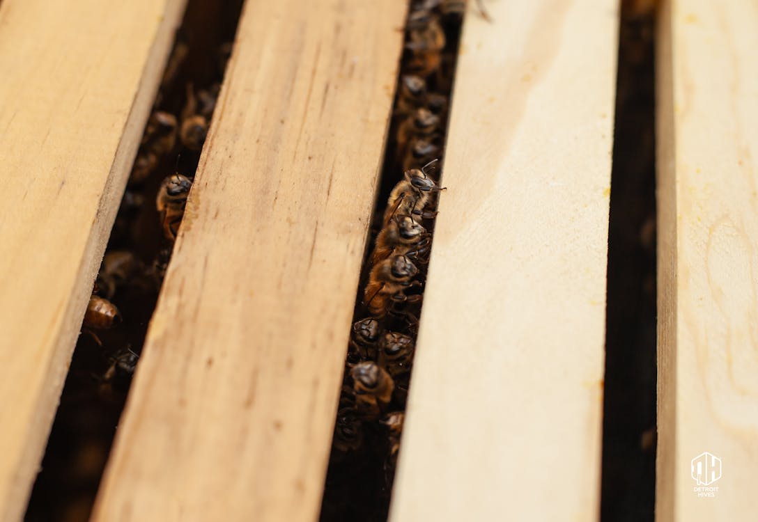 free-stock-photo-of-beehive-beekeeping-city