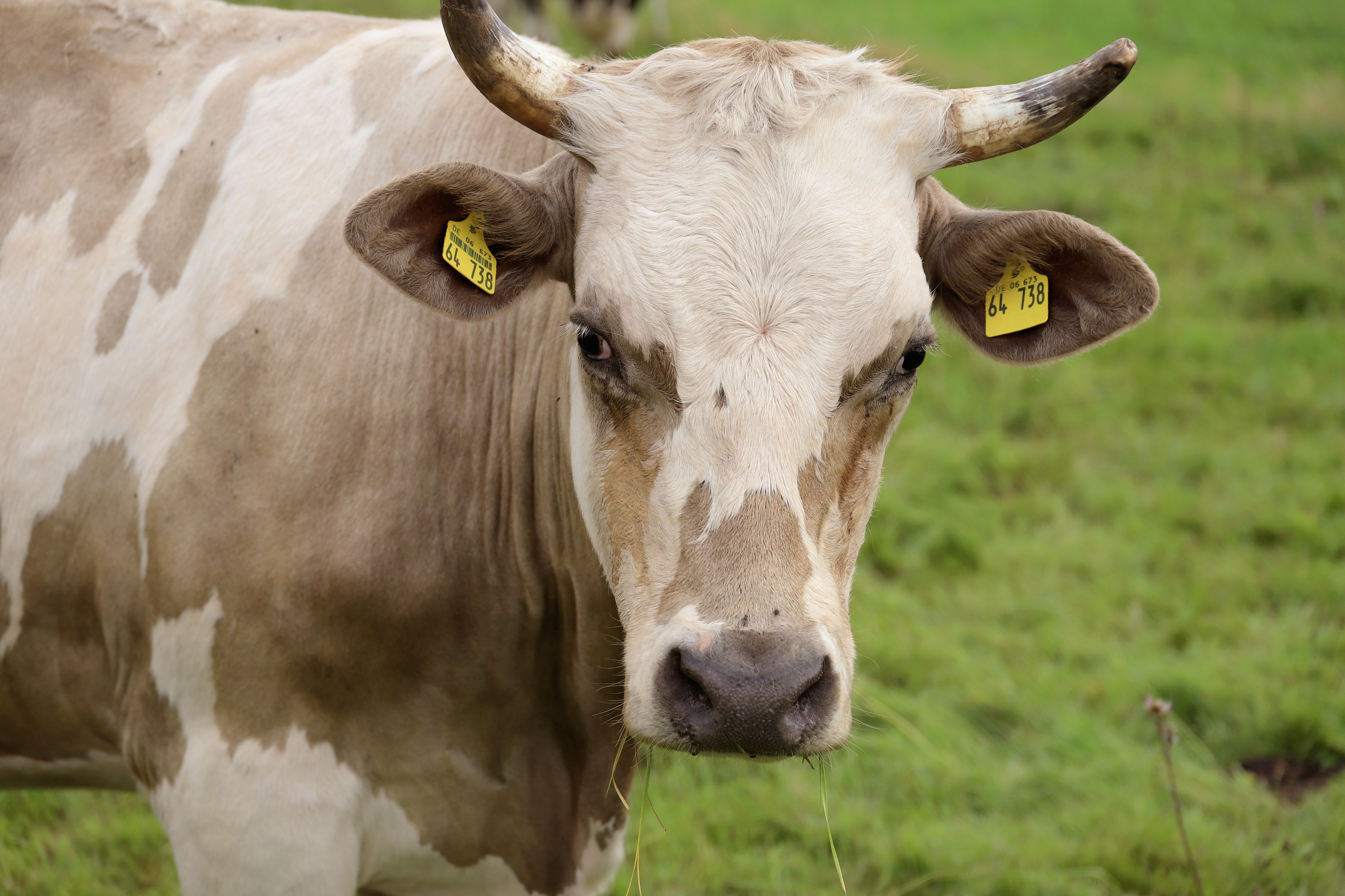Rind · Free Stock Photo