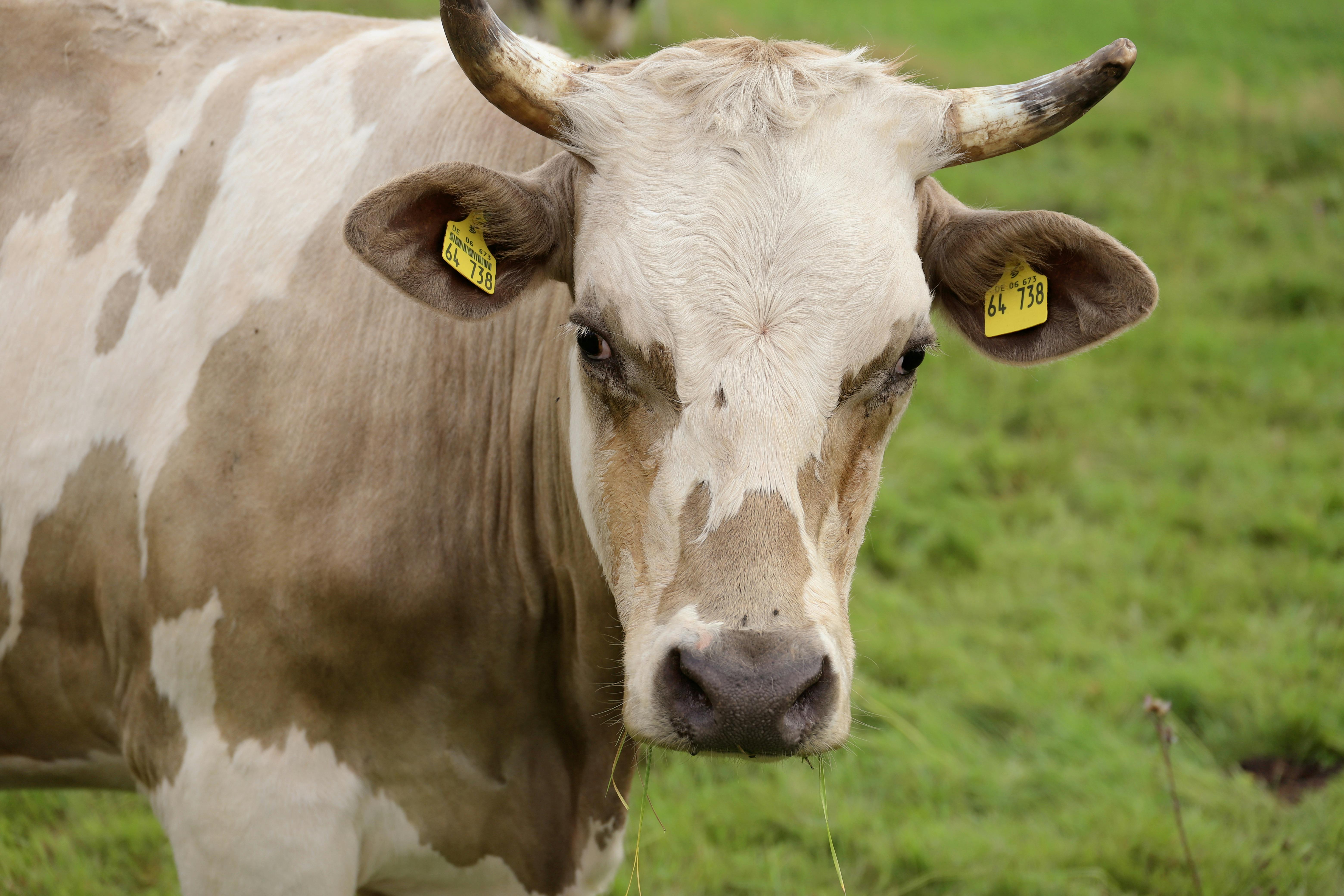 grátis Foto profissional grátis de agrícola, agricultura, animal Foto profissional