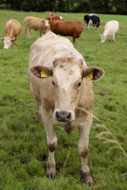 Rhman Rind Rind · Free Stock Photo