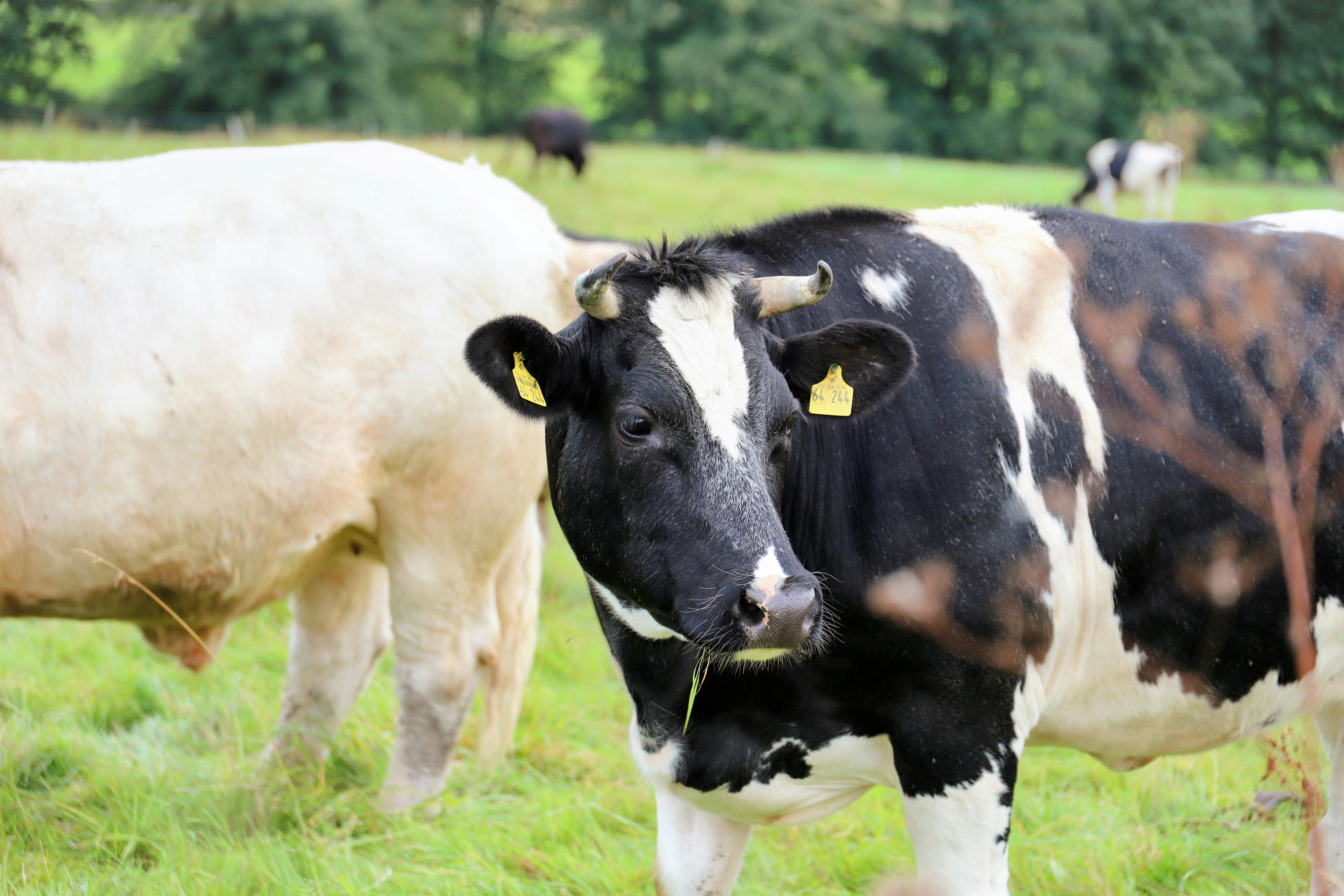 grátis Foto profissional grátis de agricultura, agricultura ao ar livre, alimentado com capim Foto profissional