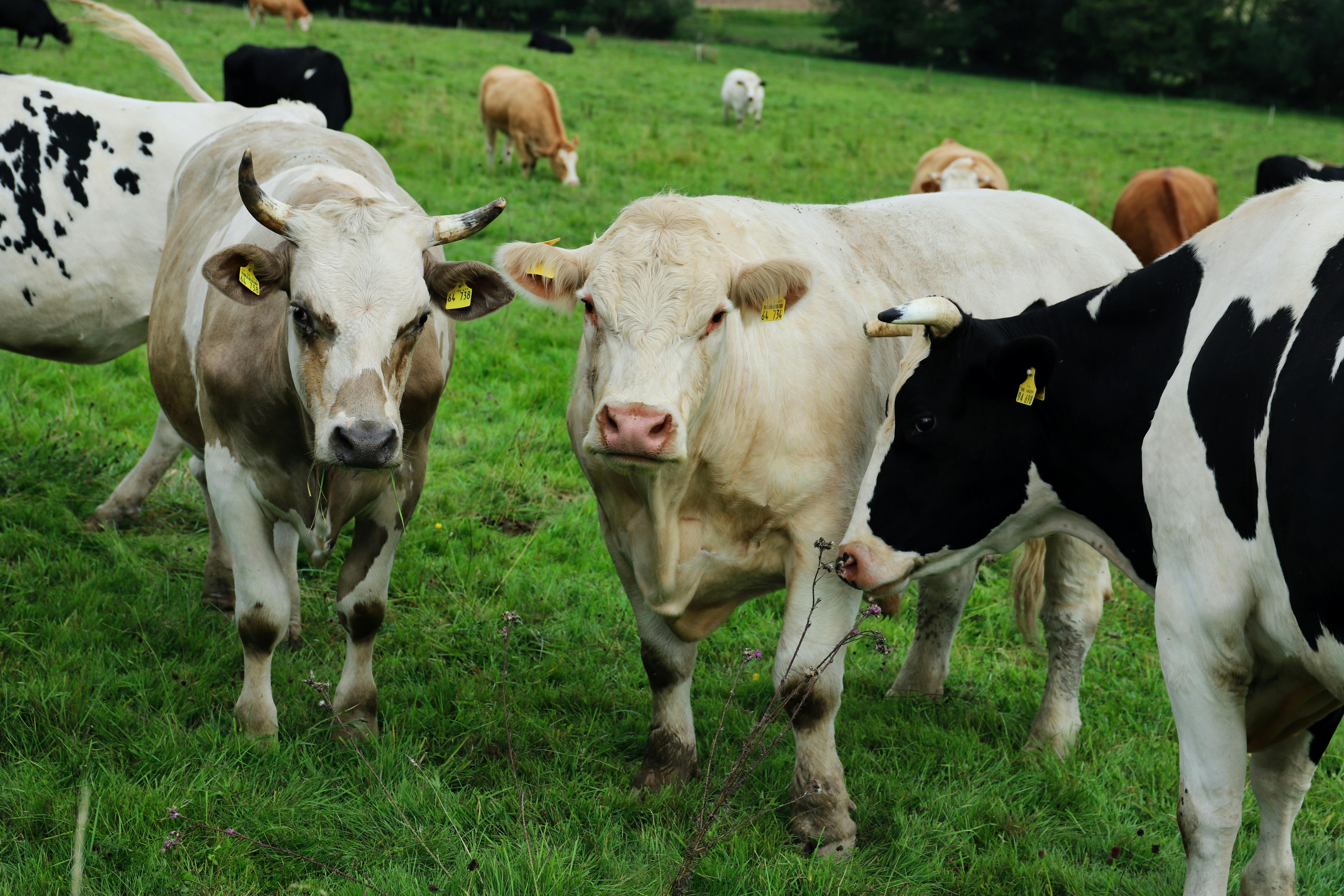 grátis Foto profissional grátis de agrícola, agricultura, agricultura ecológica Foto profissional