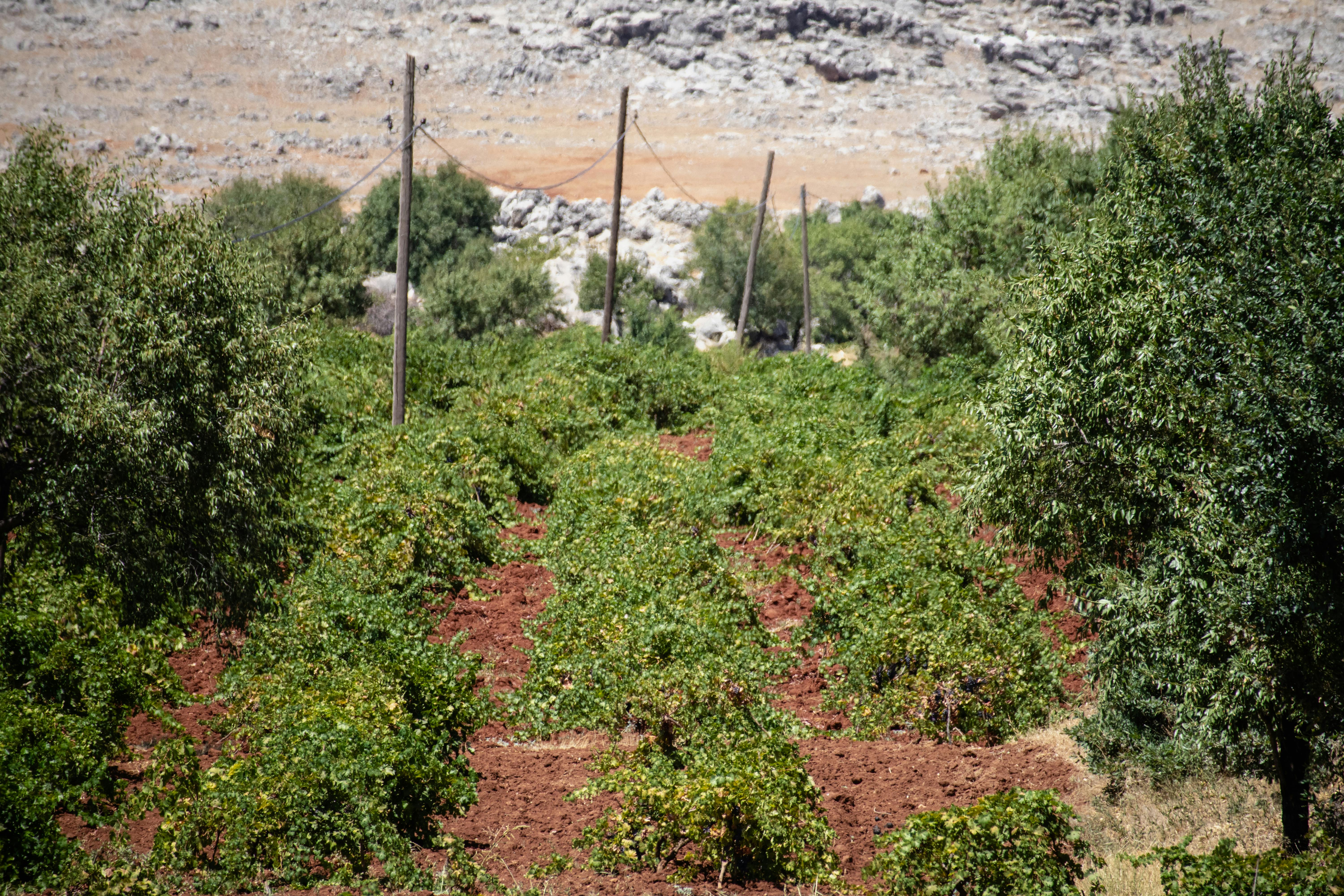 an orange grove in the middle of a field