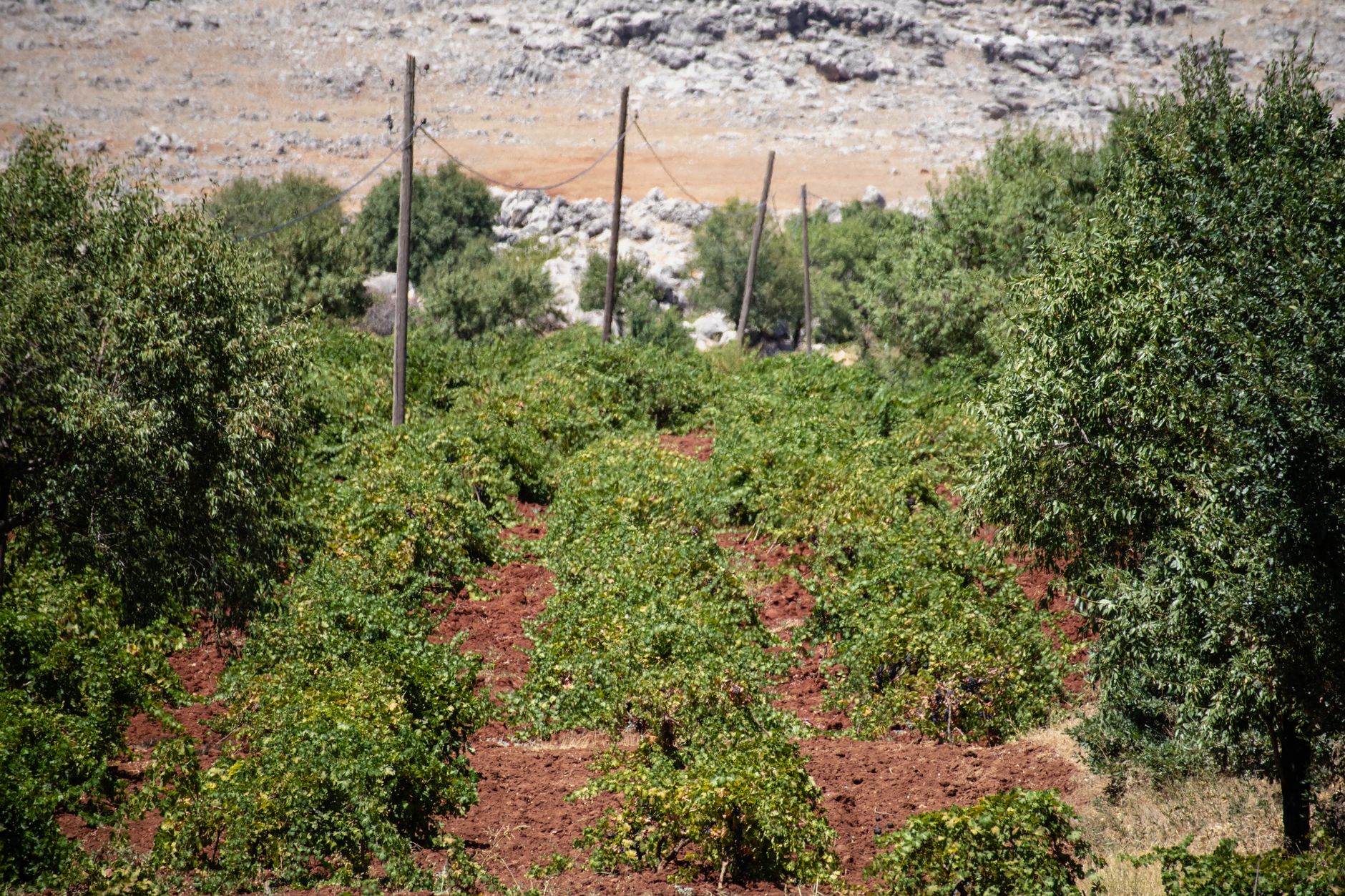 Citrus groves below Episkopi village with the Kourion escarpment rising behind