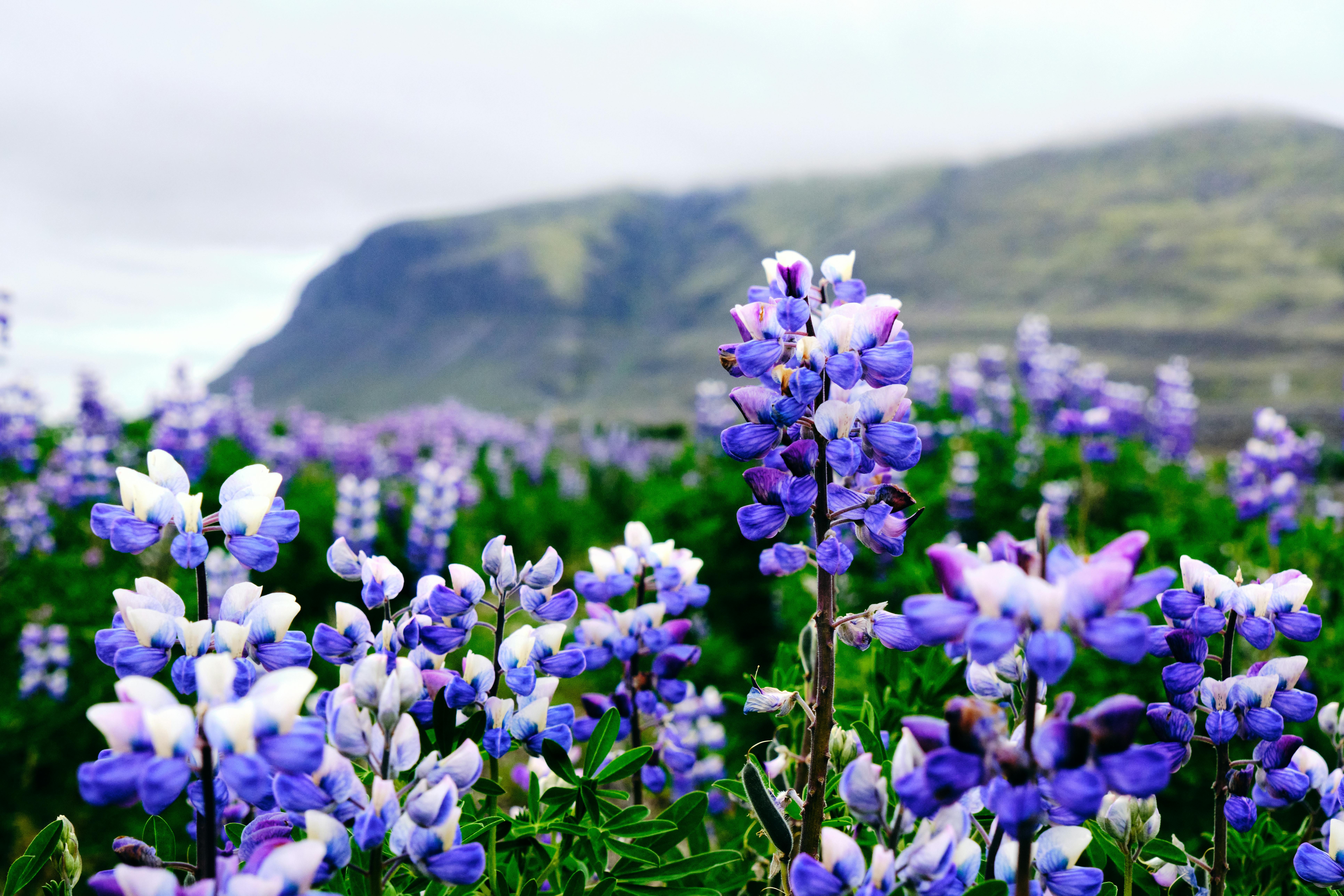 [ColoSach]-vibrant-lupine-flowers-bloom-in-a-rural-countryside-field-with-mountains-in-the-background.