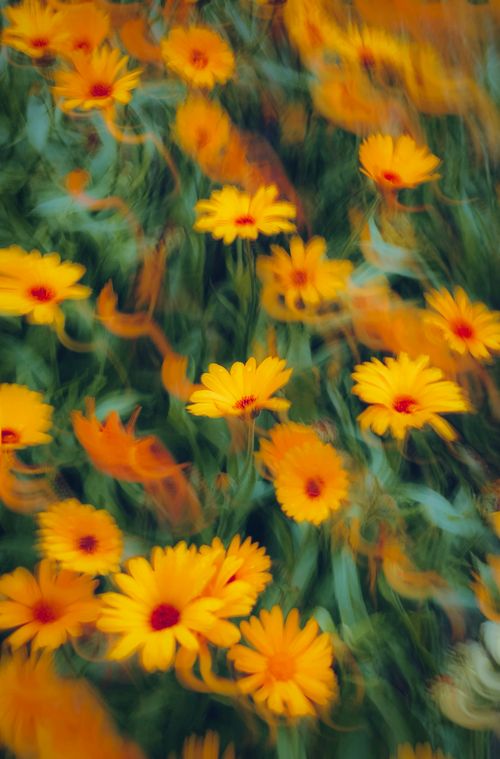 Free Blurry artistic capture of yellow flowers in a summer field. Stock Photo