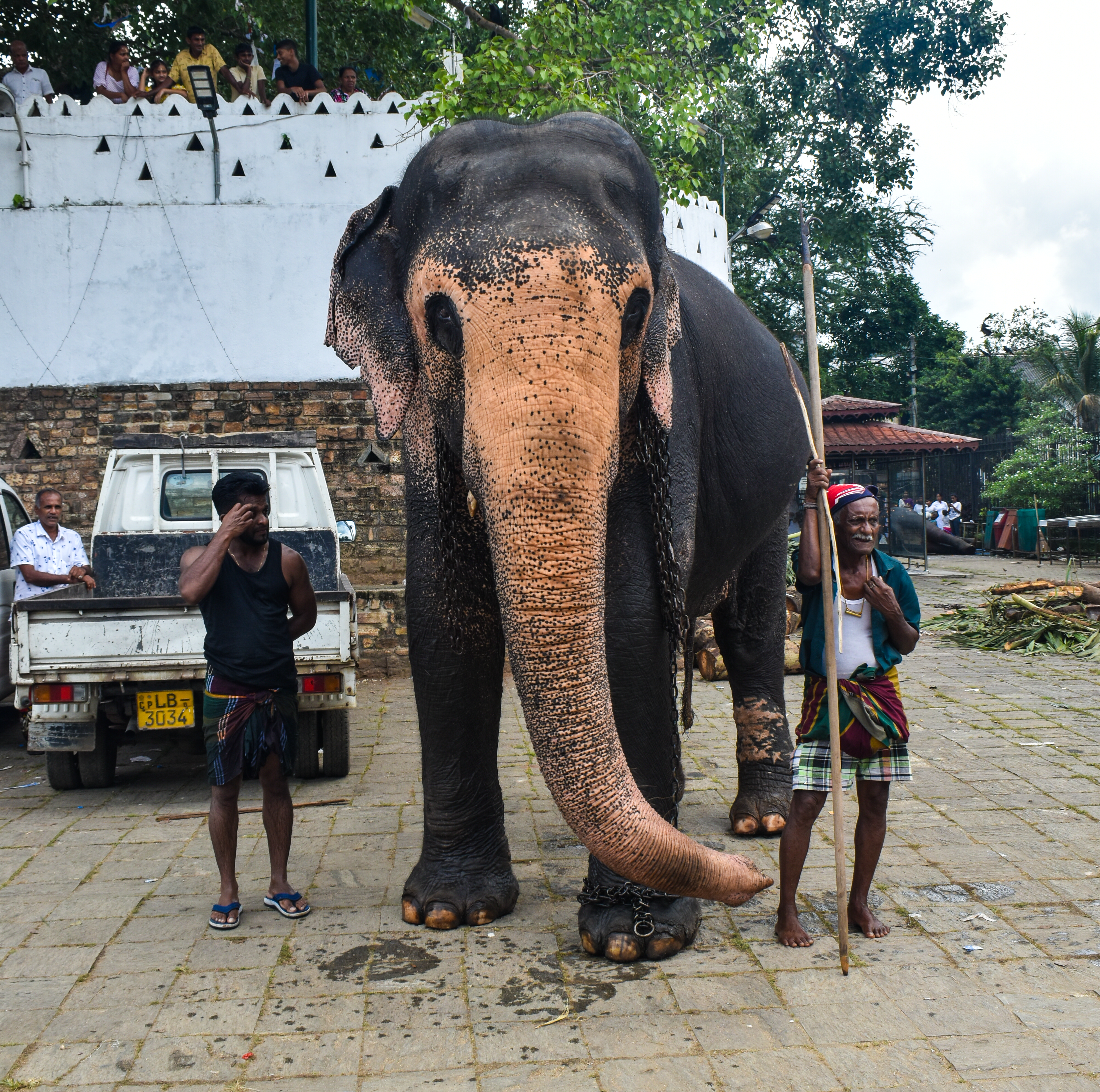 kandy perahera festival elephant procession sri lanka ceremony night lights