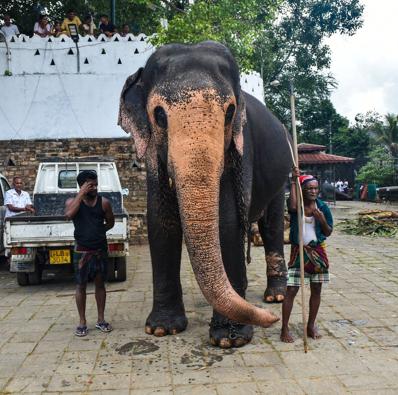 kandy perahera festival elephant procession sri lanka ceremony night lights