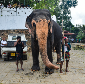 Kandy temple and cultural dance — Sri Lanka