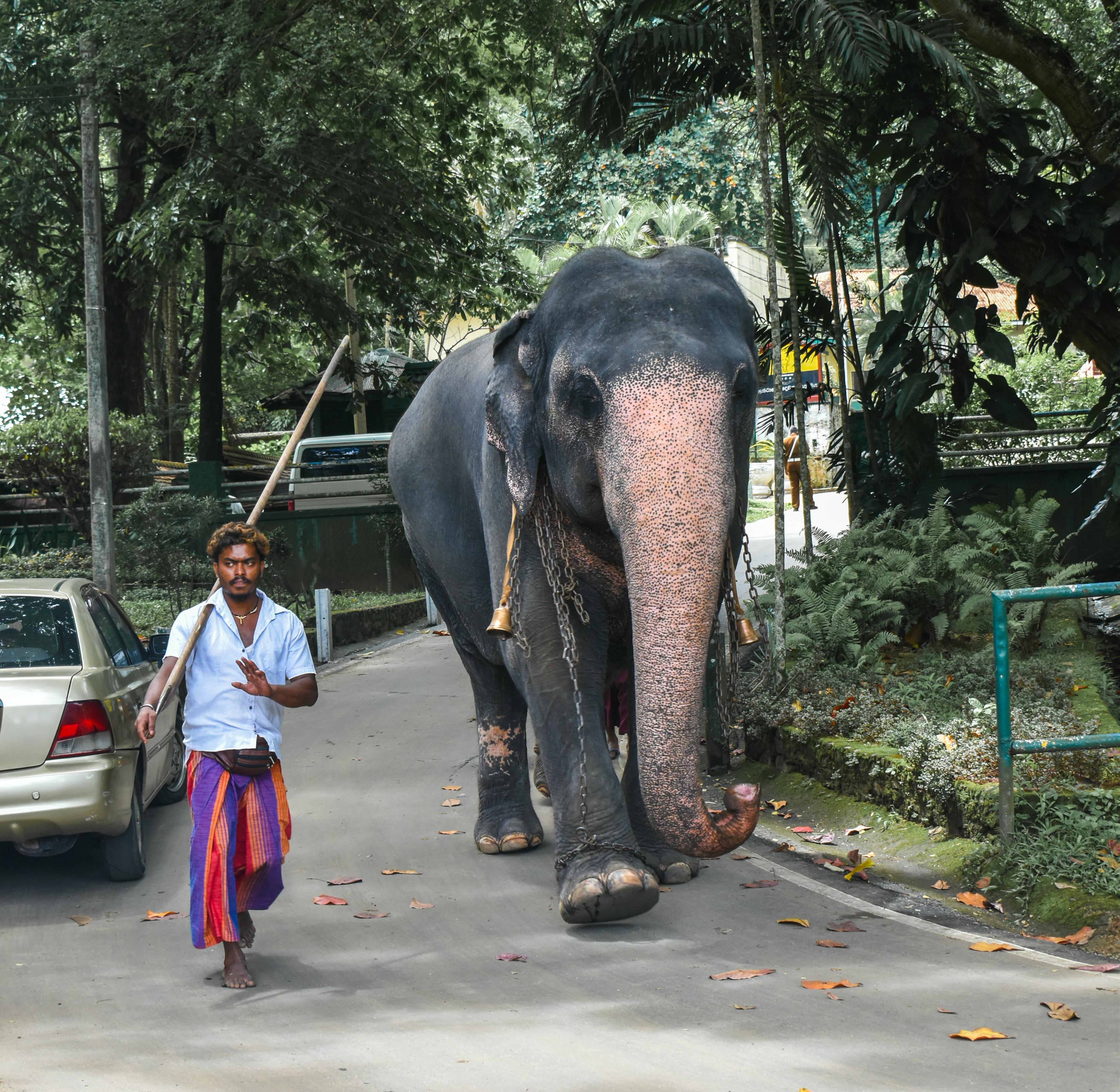 A majestic elephant walks through Kandy with a guide, showcasing Sri Lankan culture. - Animal SOS