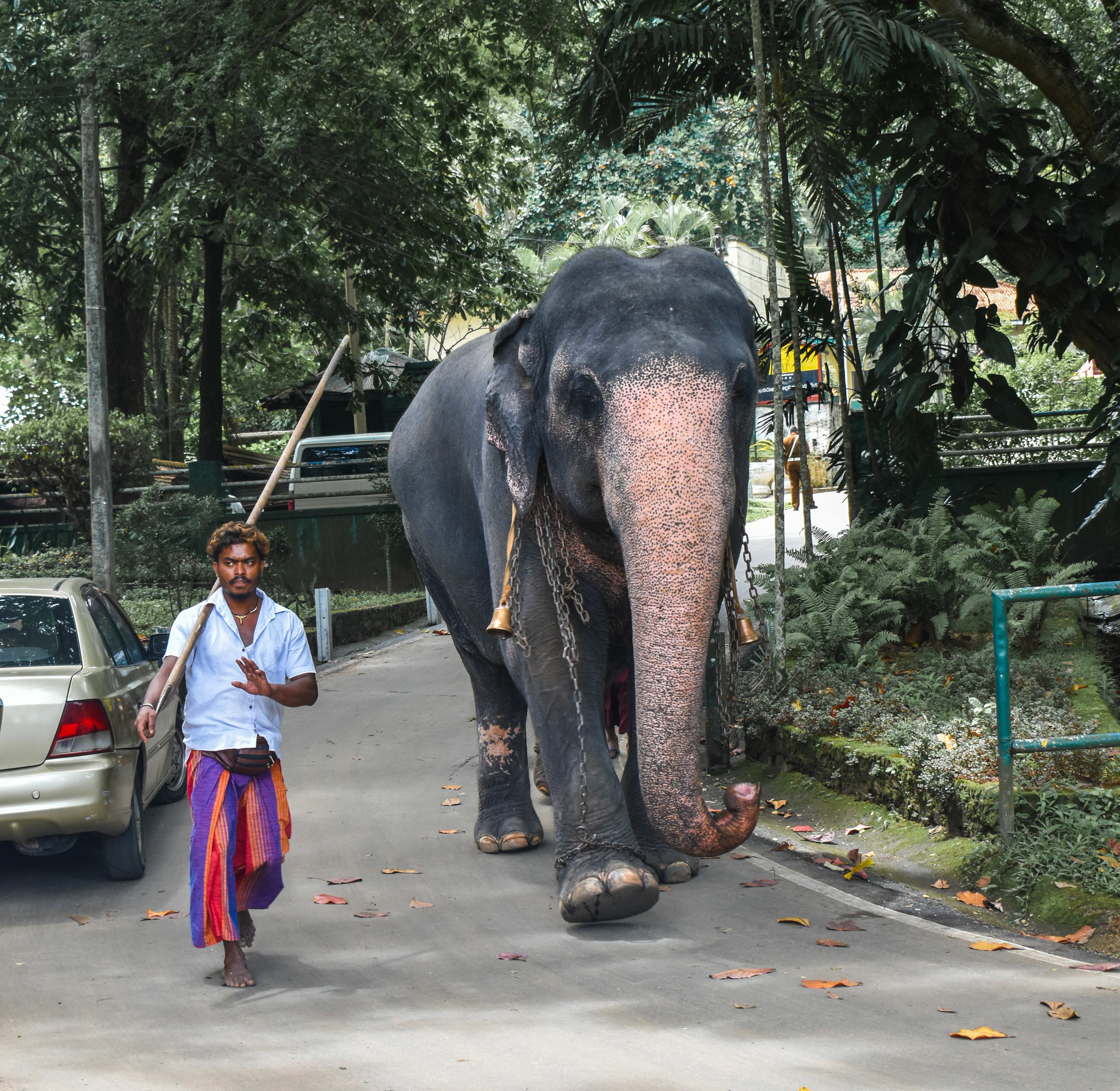 Le 6000+ migliori foto di Sri Lanka Elepa Nts · Download gratuito al ...