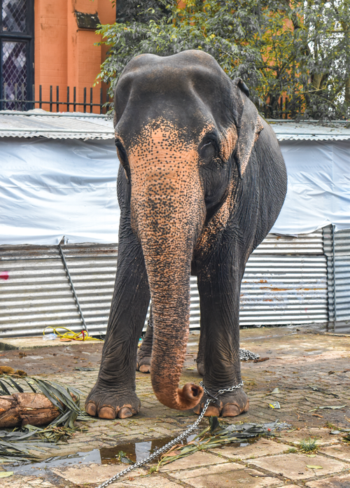 Free A striking portrait of an Asian elephant, adorned for a cultural festival in Kandy, Sri Lanka. Stock Photo