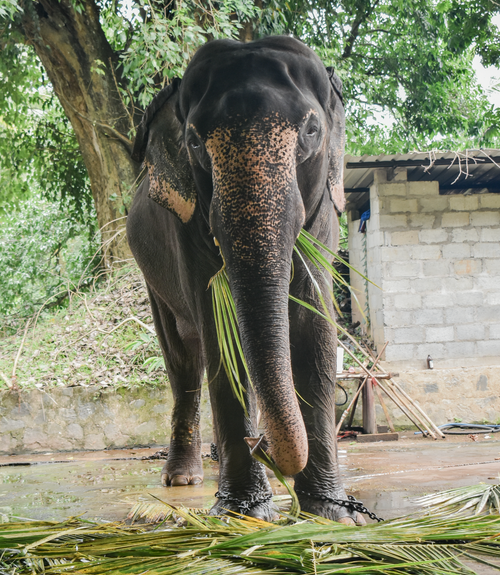 Free Majestic Sri Lankan elephant eating palm leaves in a lush outdoor setting. Stock Photo
