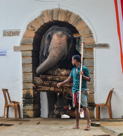 Free An elephant with a mahout passing through a temple archway in Kandy, illustrating Sri Lankan culture. Stock Photo