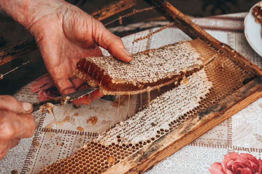 Hands uncapping a frame of honeycomb with a knife