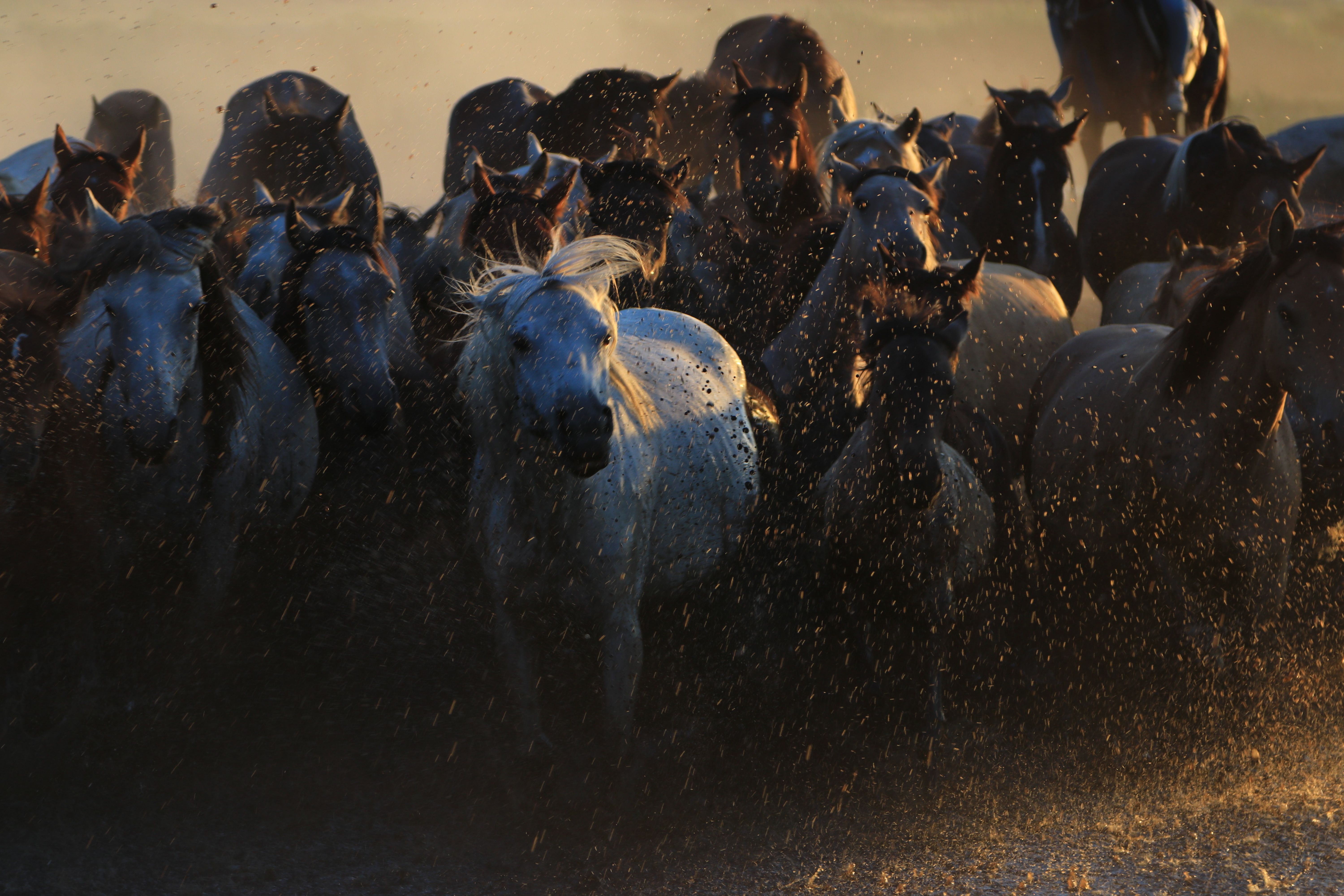 fairgrounds stampede dusk