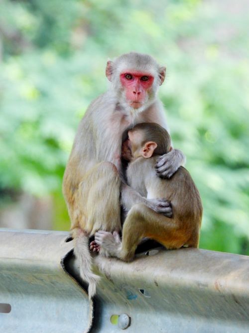 Free Rhesus macaque mother cradling her baby on a metal railing in a natural outdoor setting. Stock Photo