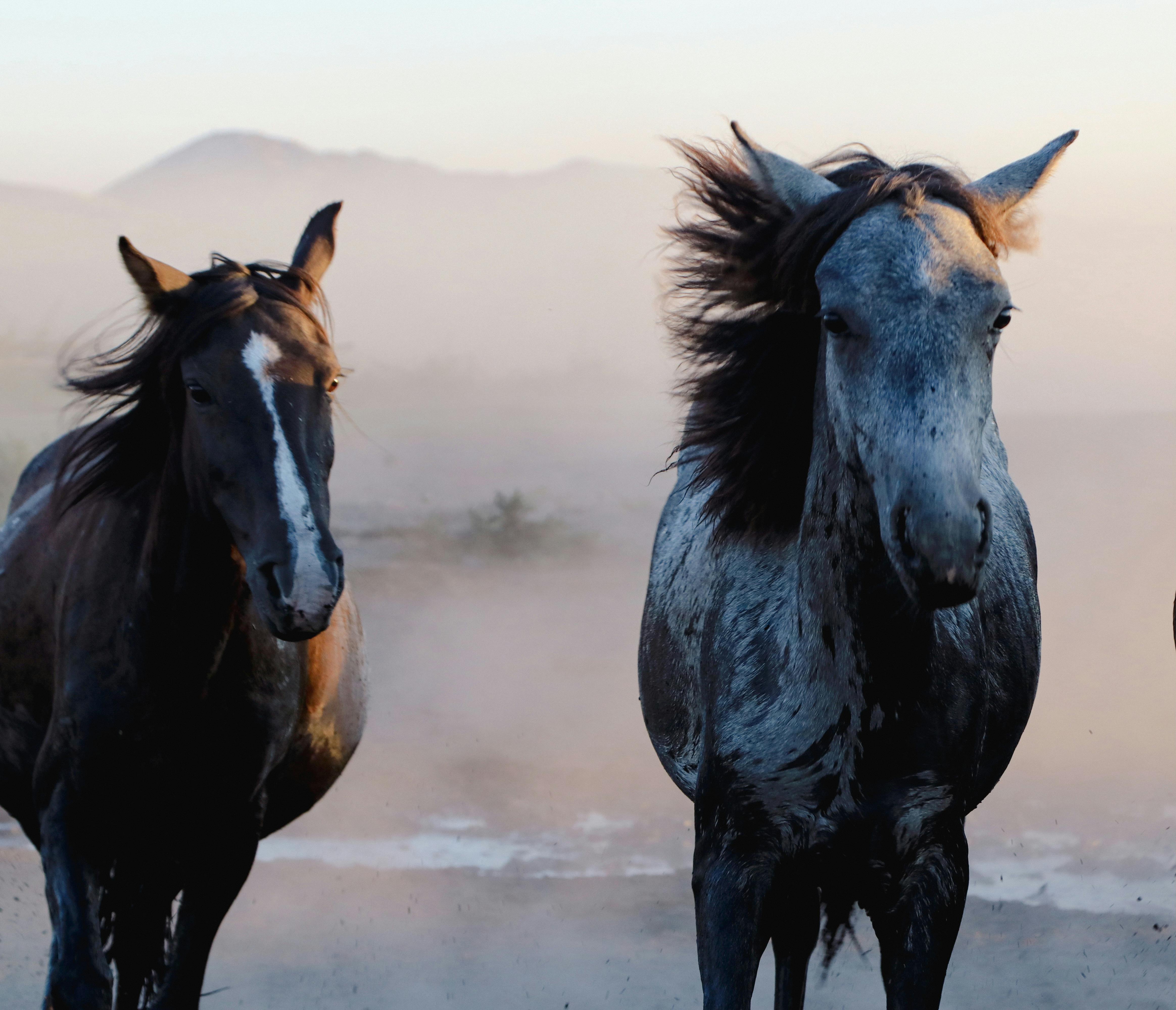 three horses running in the desert with fog in the background