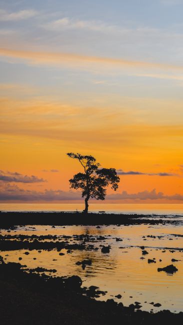 A peaceful tree silhouette against a vibrant sunset sky in West Sulawesi, Indonesia.