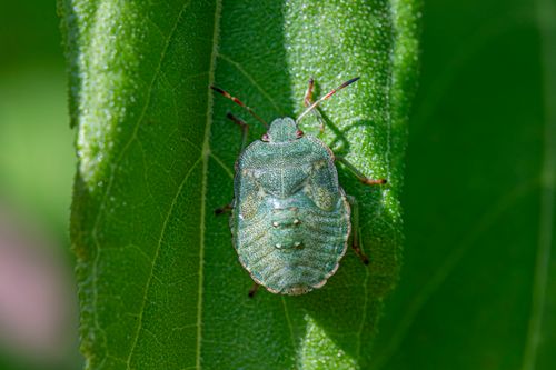 Free Macro shot of a green shield bug (Palomena prasina) on a leaf outdoors. Stock Photo