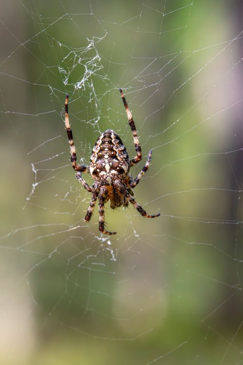 Free Close-up of cross spider on dewy web outdoors, showcasing intricate pattern and natural habitat. Stock Photo
