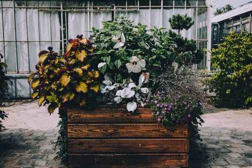 Free Bac de fleurs - Jardin des plantes de Rouen Stock Photo