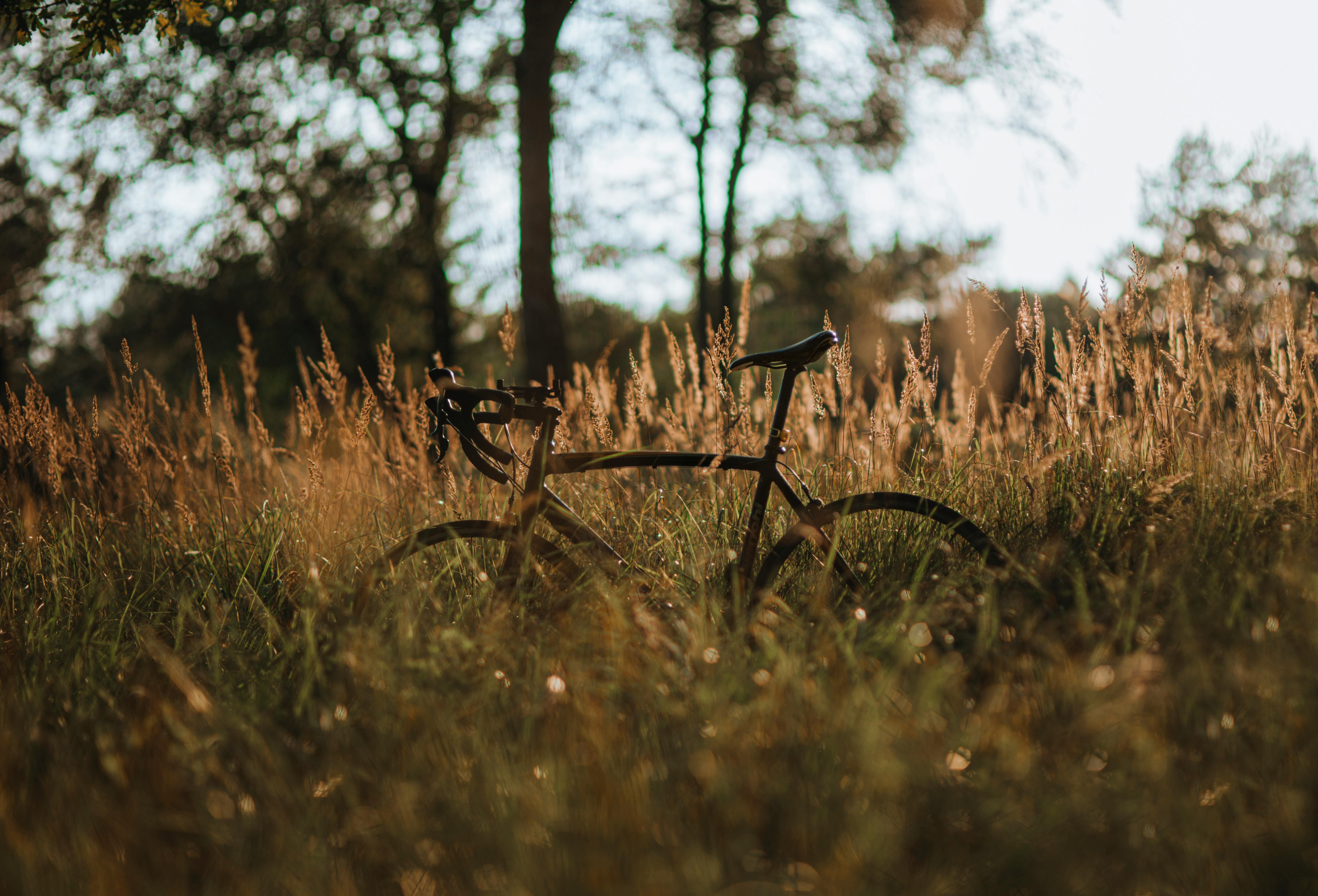 A lone bicycle stands silently amidst tall grasses in a tranquil countryside setting at sunset.