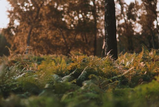 A peaceful forest with sunlit ferns and trees, capturing nature's beauty.