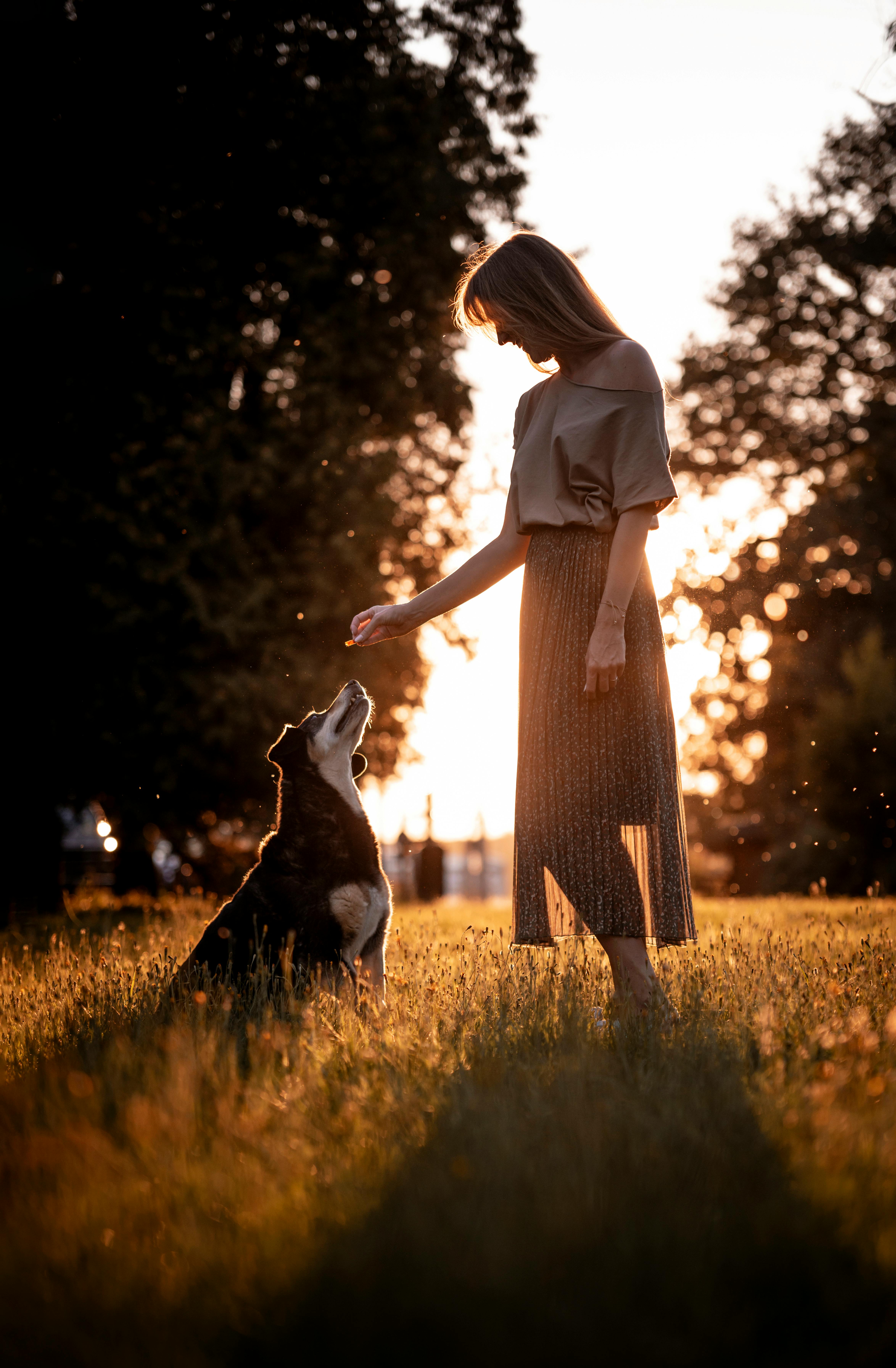 A woman interacting with a dog during a beautiful sunset in a grassy field.