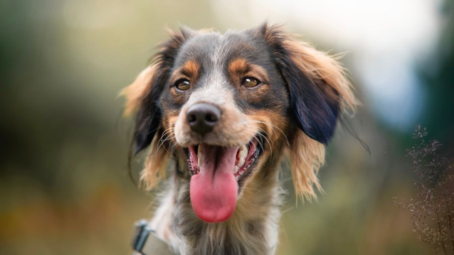 Grooming a Purebred vs a Mixed Breed: Where the Rules Actually Differ