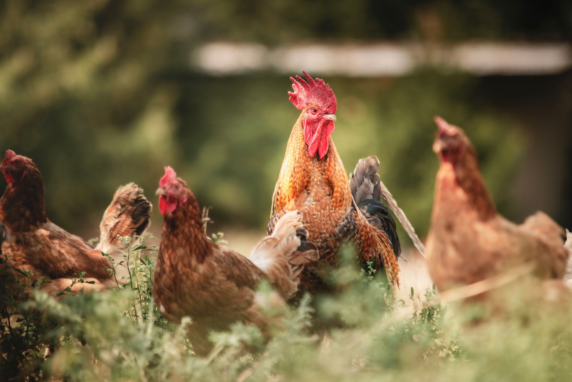 Poultry — Duck & Hen