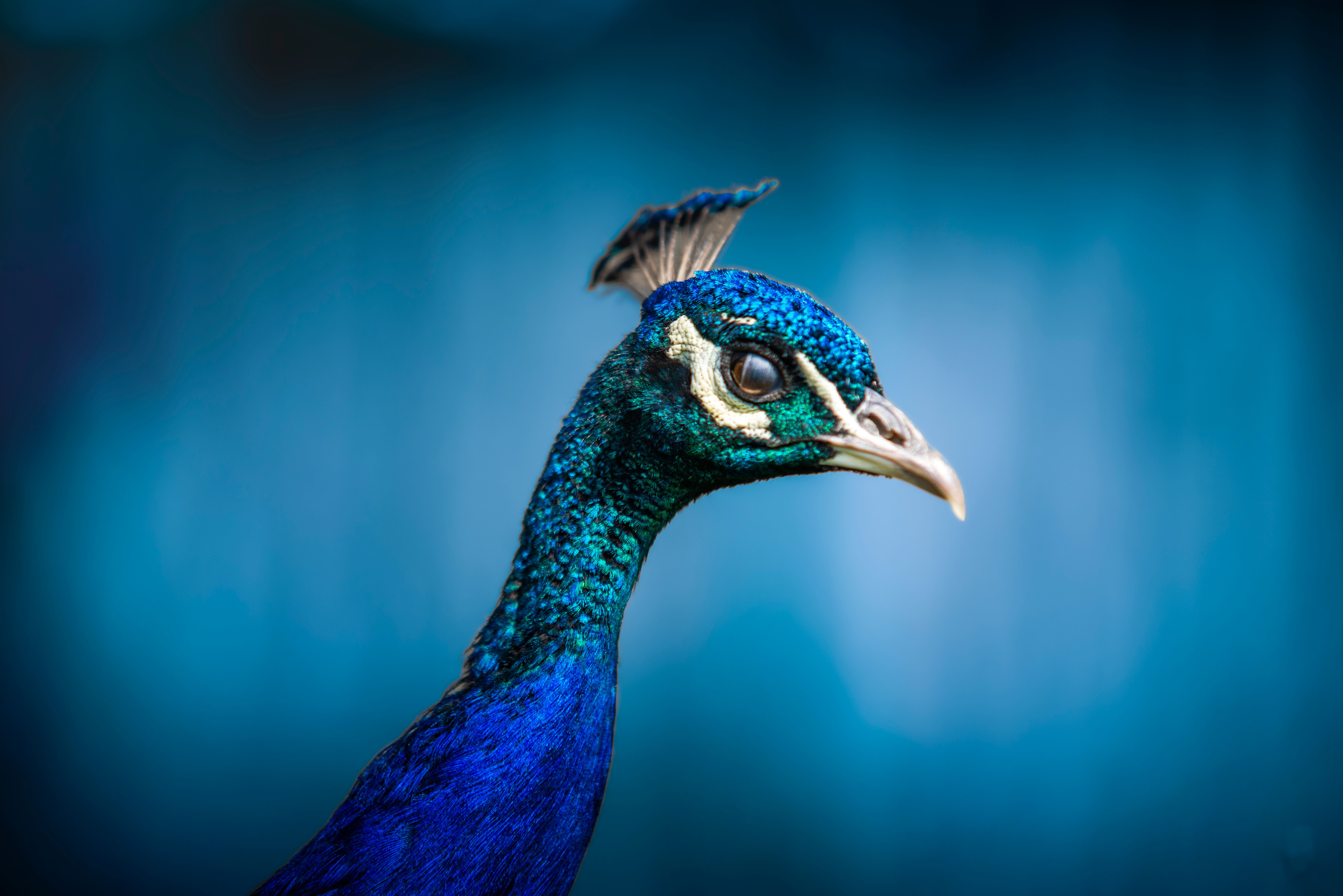 Beautiful close-up of a peacock with iridescent feathers against a blurred blue background