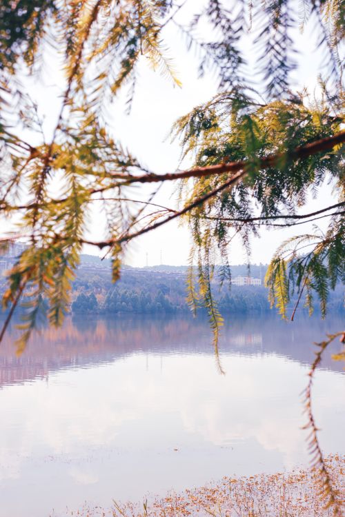 Free Tranquil winter landscape of a lake framed by frosty branches, capturing serene beauty. Stock Photo