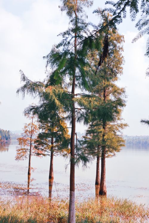 Free Tranquil scene of tall evergreen trees near a calm lake, evoking a peaceful autumn ambiance. Stock Photo