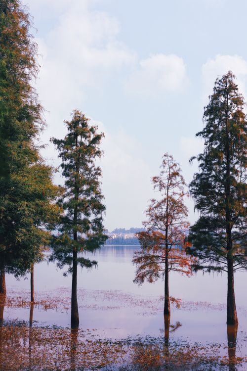 Free Tall coniferous trees reflecting in a calm lake under a blue sky, capturing nature's tranquility. Stock Photo