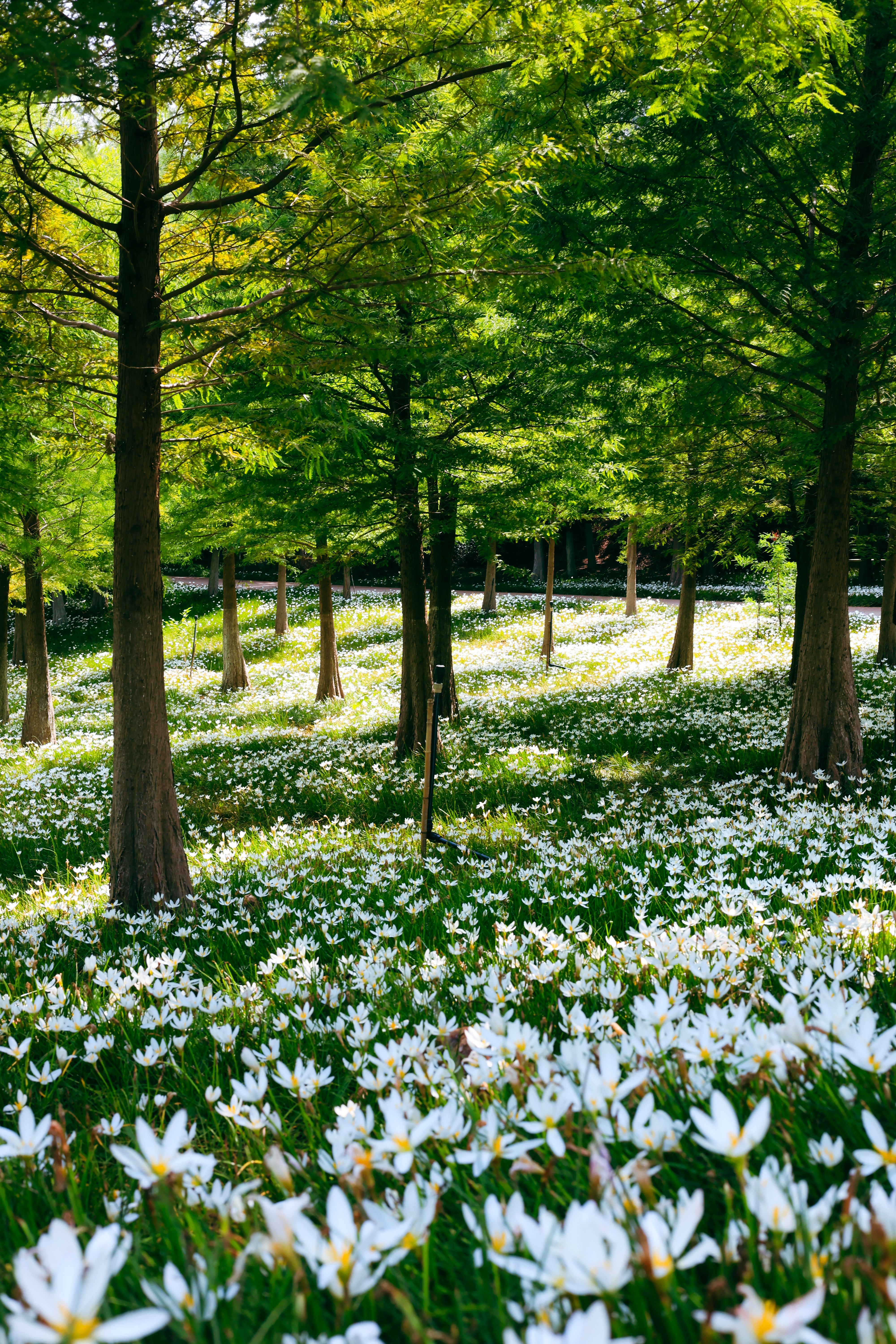 A field of white flowers with trees in the background · Free Stock Photo