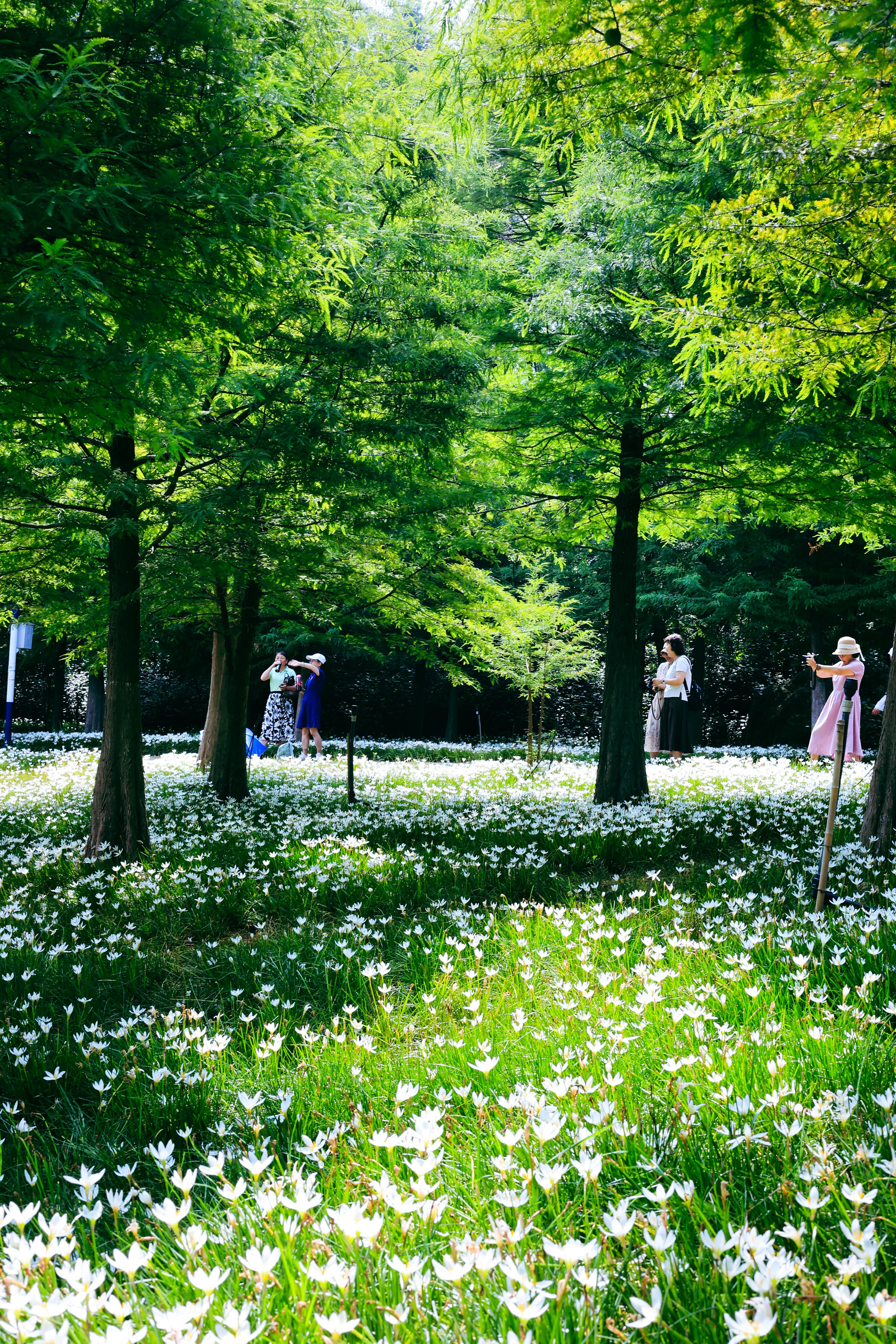 People are walking through a field of white flowers · Free Stock Photo