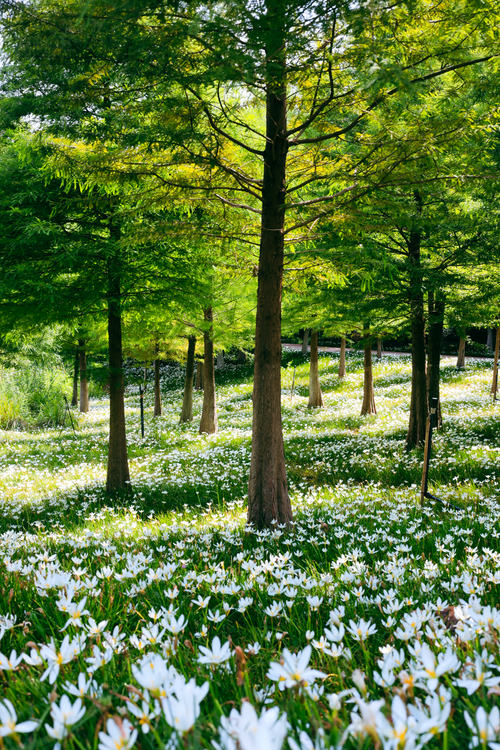 A field of white flowers with trees in the background · Free Stock Photo