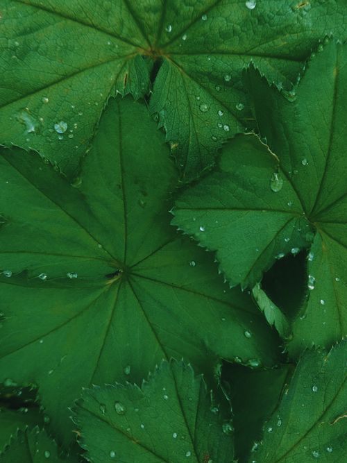 Free Detailed close-up of vibrant green leaves with fresh dewdrops highlighting natural texture. Stock Photo