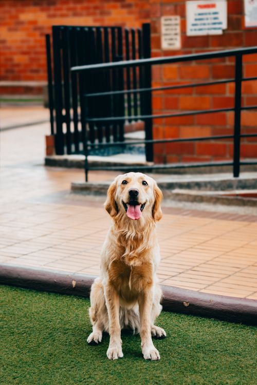 Free A joyful golden retriever sitting on grass in urban Medellín, Colombia, showcasing a friendly expression. Stock Photo