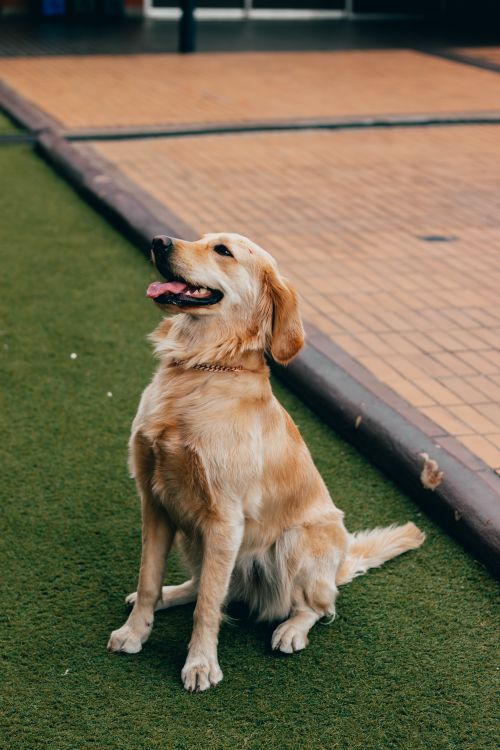 Free Cute golden retriever puppy sitting on grass in an outdoor urban area in Medellín, Colombia. Stock Photo