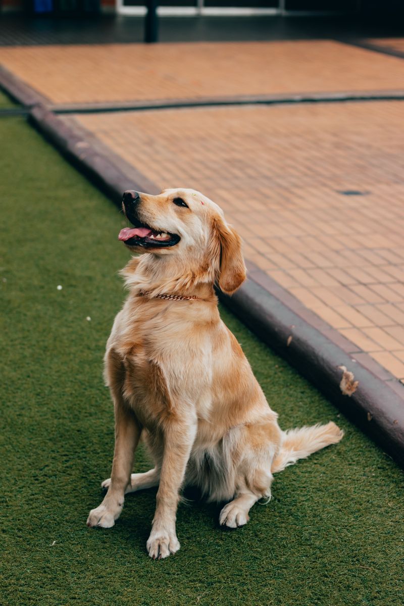 Golden Retriever on Grass at Park · Free Stock Photo