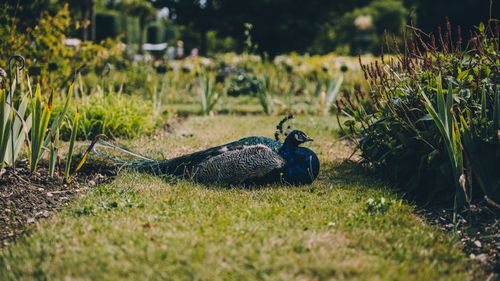 Free A stunning peacock relaxes amidst vibrant greenery in a serene French garden setting. Stock Photo