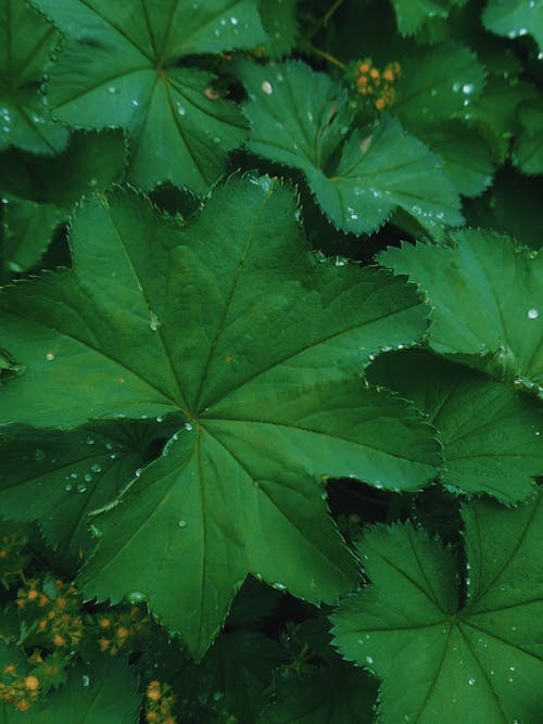 Grüne Blätter Pflanzen Nahaufnahme Fotografie