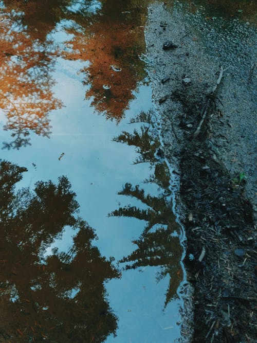Отражение деревьев на лужах воды